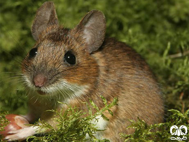 ویژگی‌های زیستی گونه موش صحرایی گردن زرد  